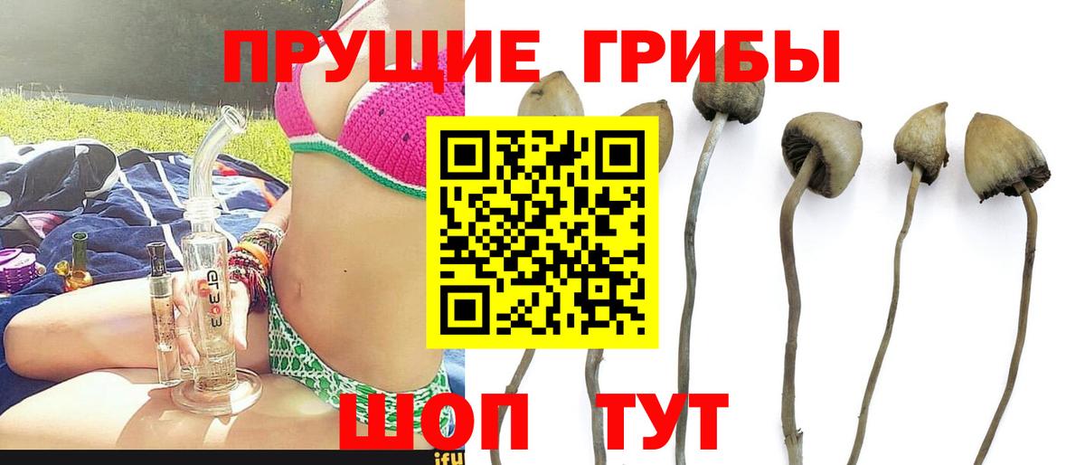Галлюциногенные грибы Psilocybe Артём